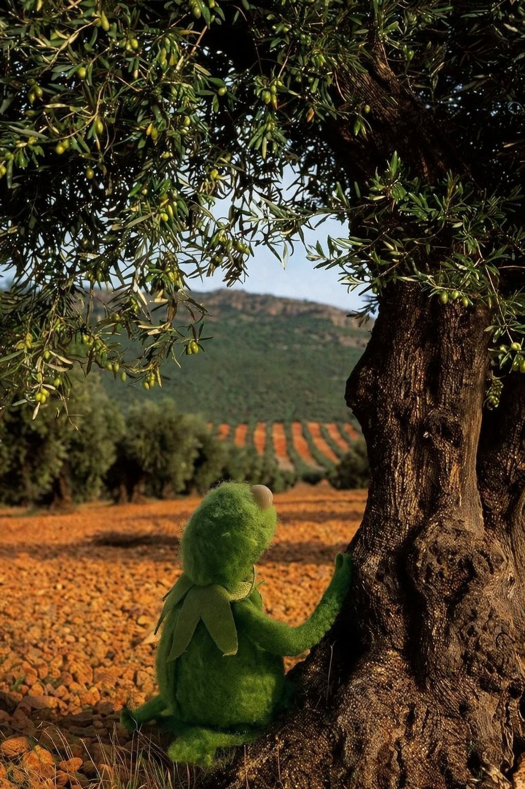 Todo es mentira: El aceite de oliva que ya no puedo comprar